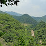 Teja
