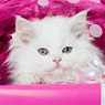 Dolly