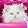 Dolly