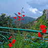Surabhi