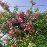 LALITA