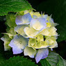 Riddhi