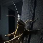 Akash