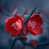 Devu