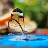 Shakthi