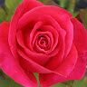 Mouni