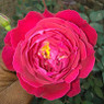 Aadil