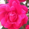Madhu
