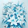 Lilly