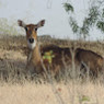 Mumal