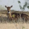Mumal