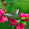 Pradip