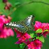 Pradip