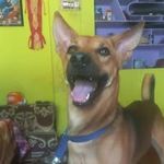 Bhavani