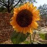 Y Srilekha
