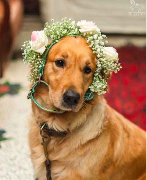 Furry mate with a floral headband and a beautiufl bride=  'pawfect Moment' - 1