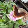 Priya