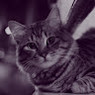 Tora