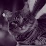 Tora