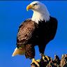 Arif