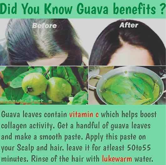 Guava Leaves for hair re-growth!? - 1