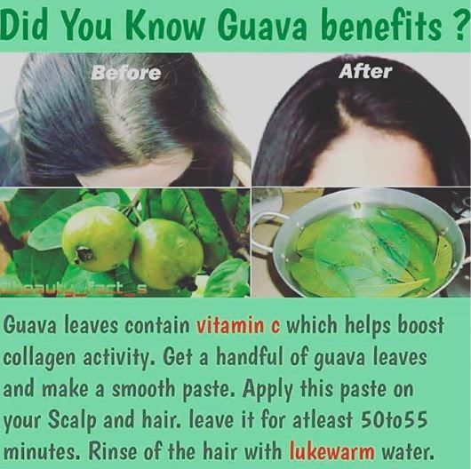 Guava Leaves for hair re-growth!? - Beauty, Hair & Makeup - Forum  