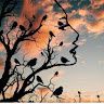 Soumya