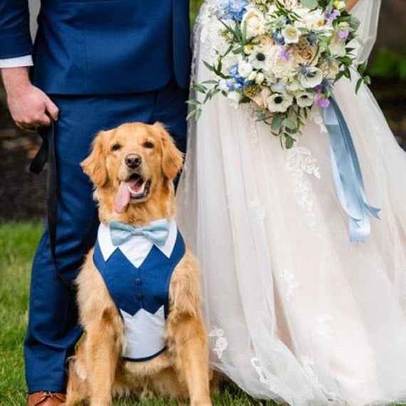 Dog outfit suggestions for wedding - 1
