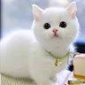 Keet