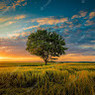 Siva