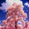 Ajay