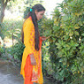 Niharika
