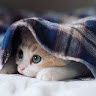Shivani