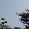 Aaru