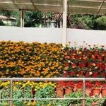 M Vignesh