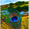 Savita