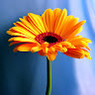 SOUMYA