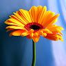 SOUMYA