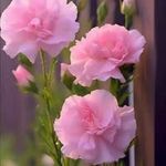Satish