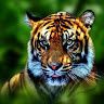 Jaswinder