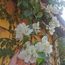 Feroza