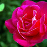 Anshika