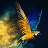 Shiv
