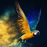 Shiv