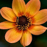 Shreya