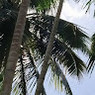 Kavyashree