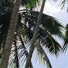 Kavyashree