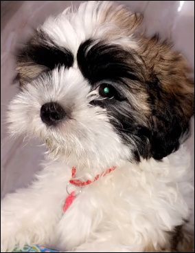 a Picture With Your Pooch! - 1