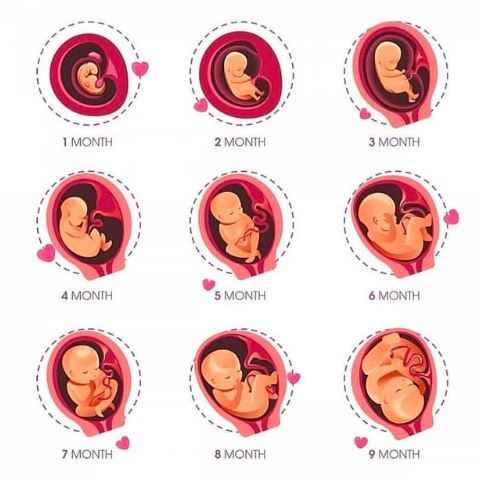 Life cycle of a baby Married Life Forum Weddingwire.in