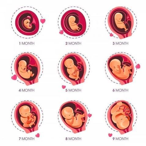 Life cycle of a baby 👶🏻♥️ 1